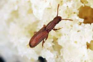 Getreideplattkäfer