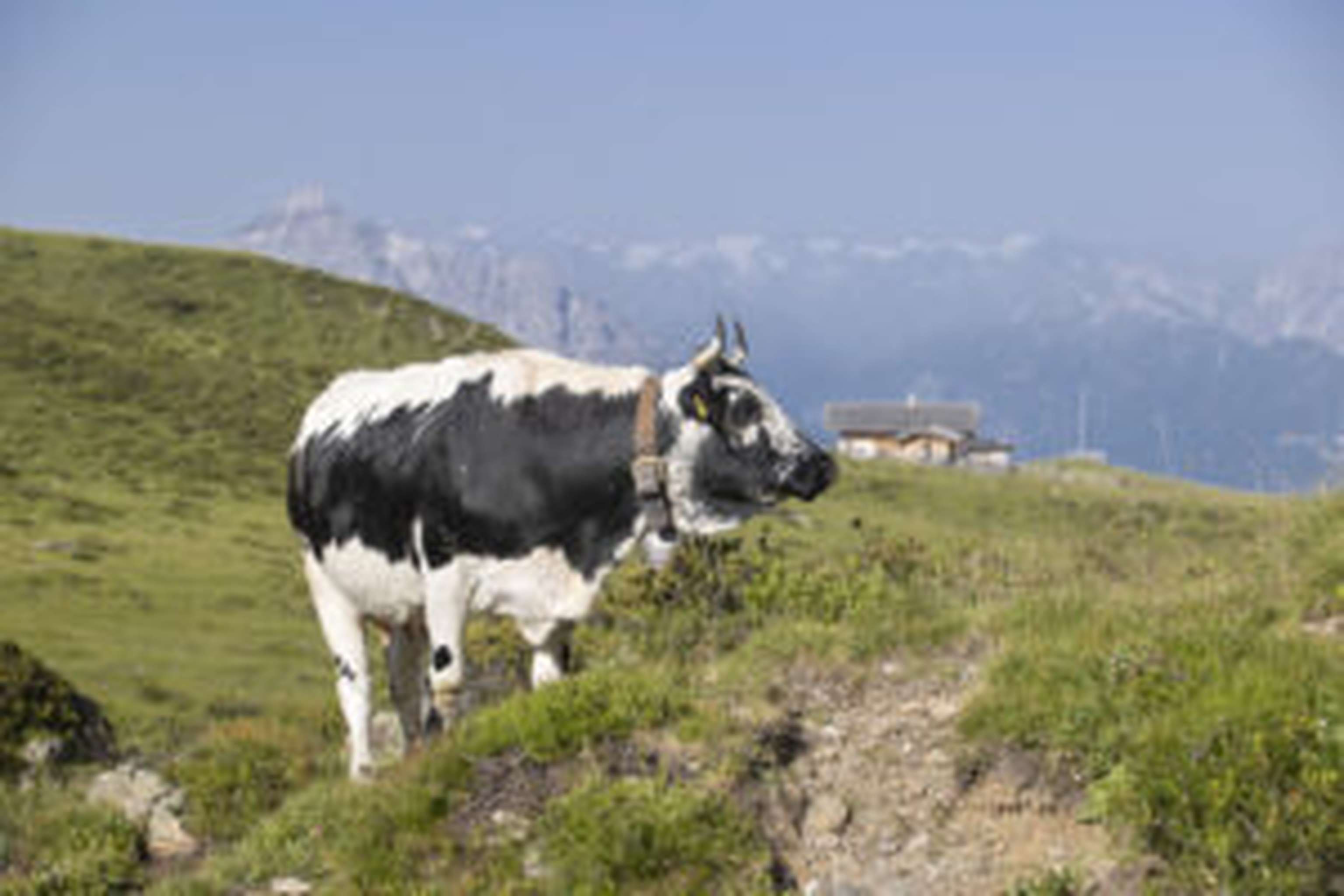 Pustertaler Sprinzen gelten als genügsame Rasse. Sie passt sowohl ins Berggebiet als auch in intensive Grünlandlagen.
