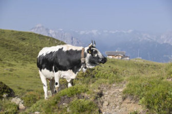 Pustertaler Sprinzen gelten als genügsame Rasse. Sie passt sowohl ins Berggebiet als auch in intensive Grünlandlagen.