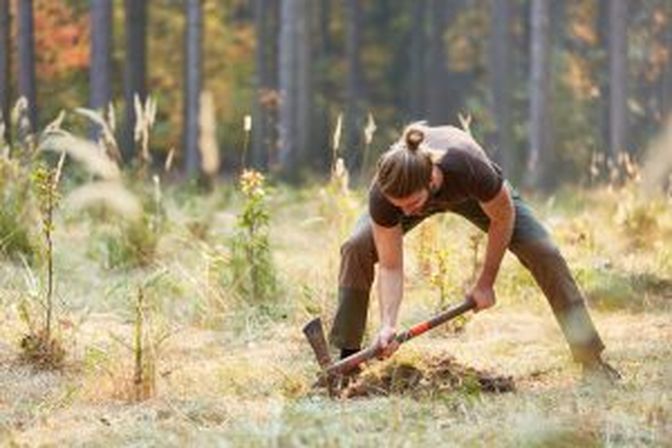 Bisher wurden 2.500 Anträge auf finanzielle Unterstützung durch Wiederaufforstung nach Schäden durch Borkenkäfer eingebracht.