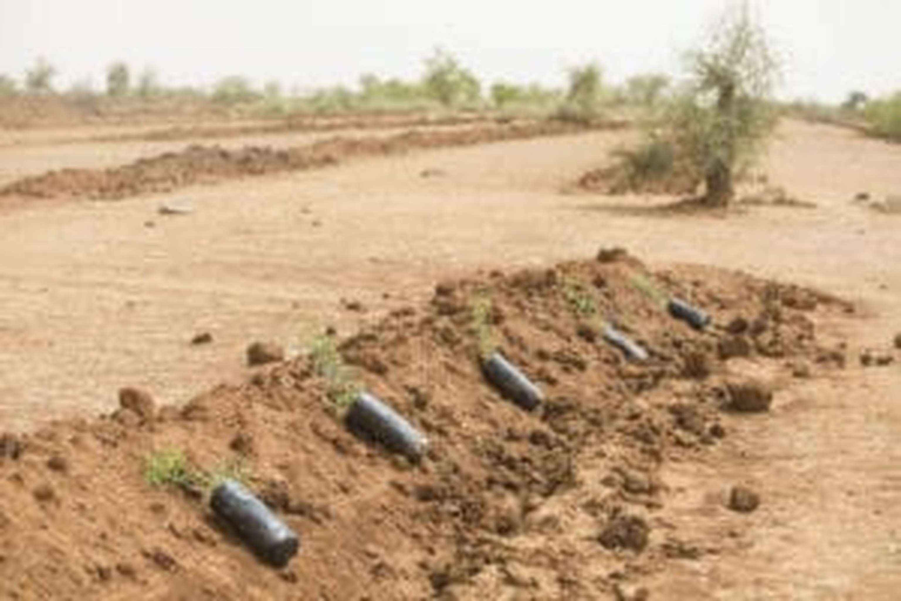 Von der Idee einer durchgehenden Baummauer ist aufgrund des stockenden Fortschritts nicht mehr die Rede. Viel mehr soll nun ein mosaikartiger Grünstreifen entstehen.