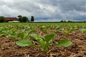 Die derzeit guten Zucker- bzw. attraktiven Rübenpreise sollten trotz der unerfreulichen Umstände motivieren, den Rübenanbau auch ohne Neonics im bereits kontrahierten Umfang aufrechtzuerhalten.