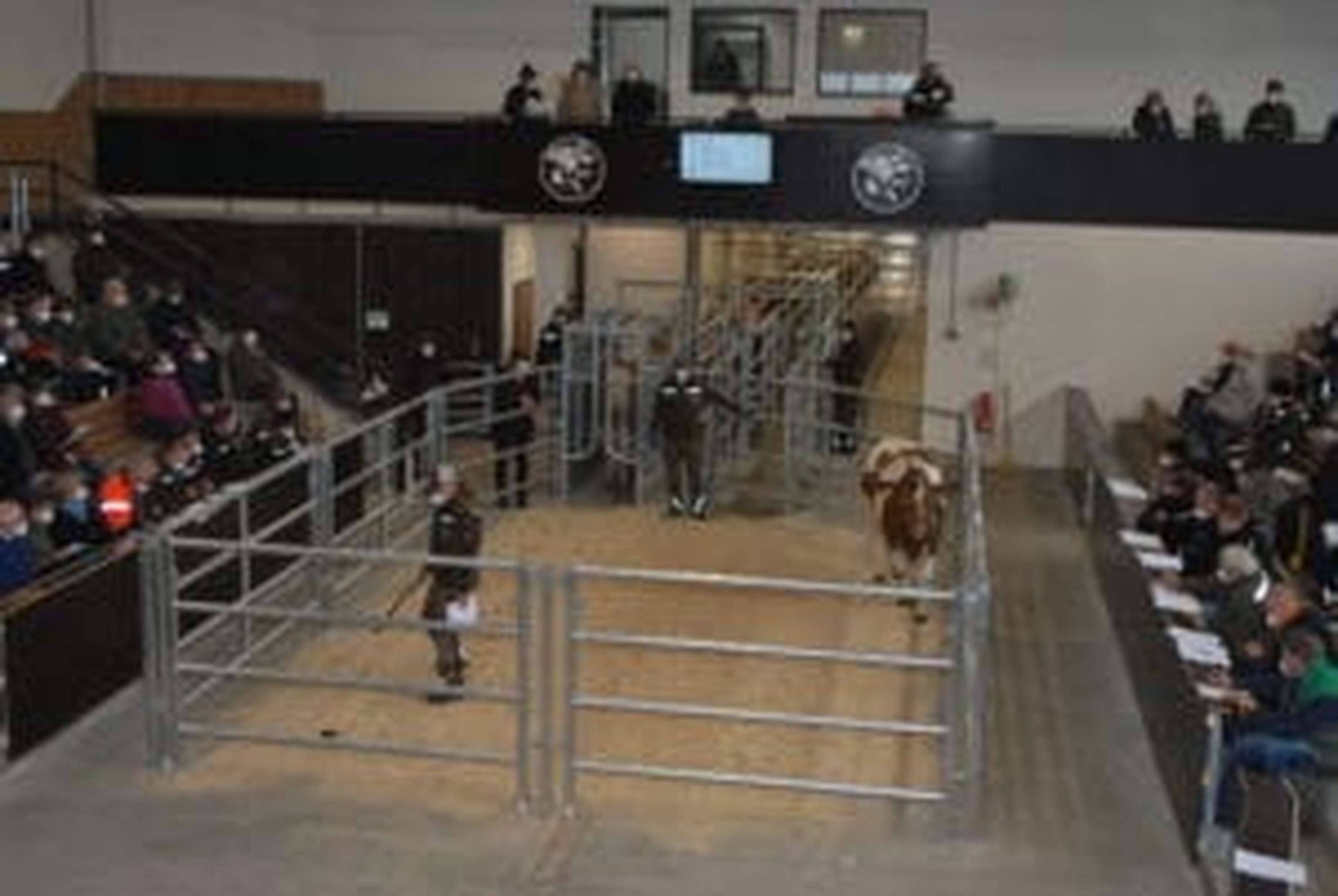 Die Versteigerungsanlage wurde mit Investitionen in Höhe von 1,85 Mio. Euro auf den neuesten Stand gebracht.