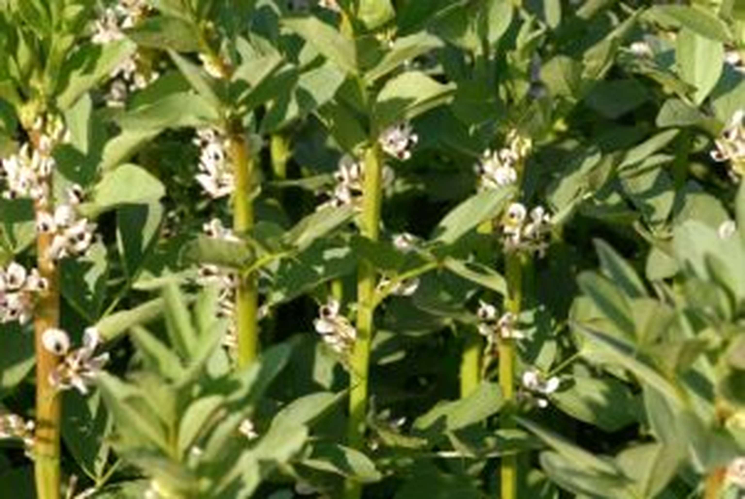 Unter den Körnerleguminosen weisen Ackerbohnen die höchsten Fixierungsleistungen auf.