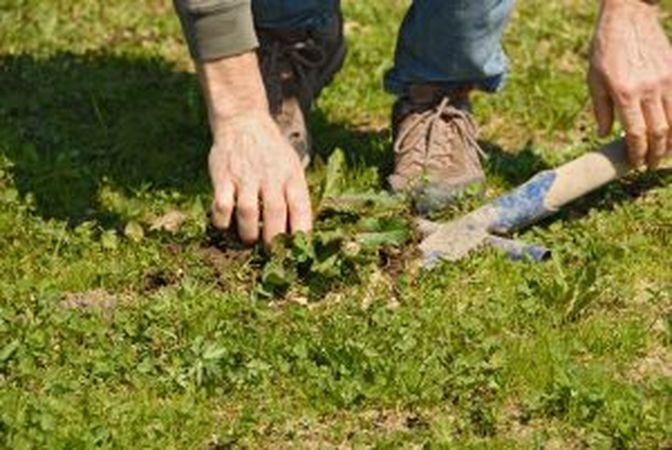 Das Ausstechen von Ampferpflanzen ist im Biolandbau alternativlos.