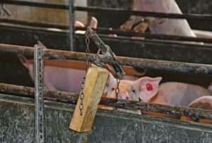 Die Tiere beschäftigen sich gerne mit dem angebotenen Spielzeug.