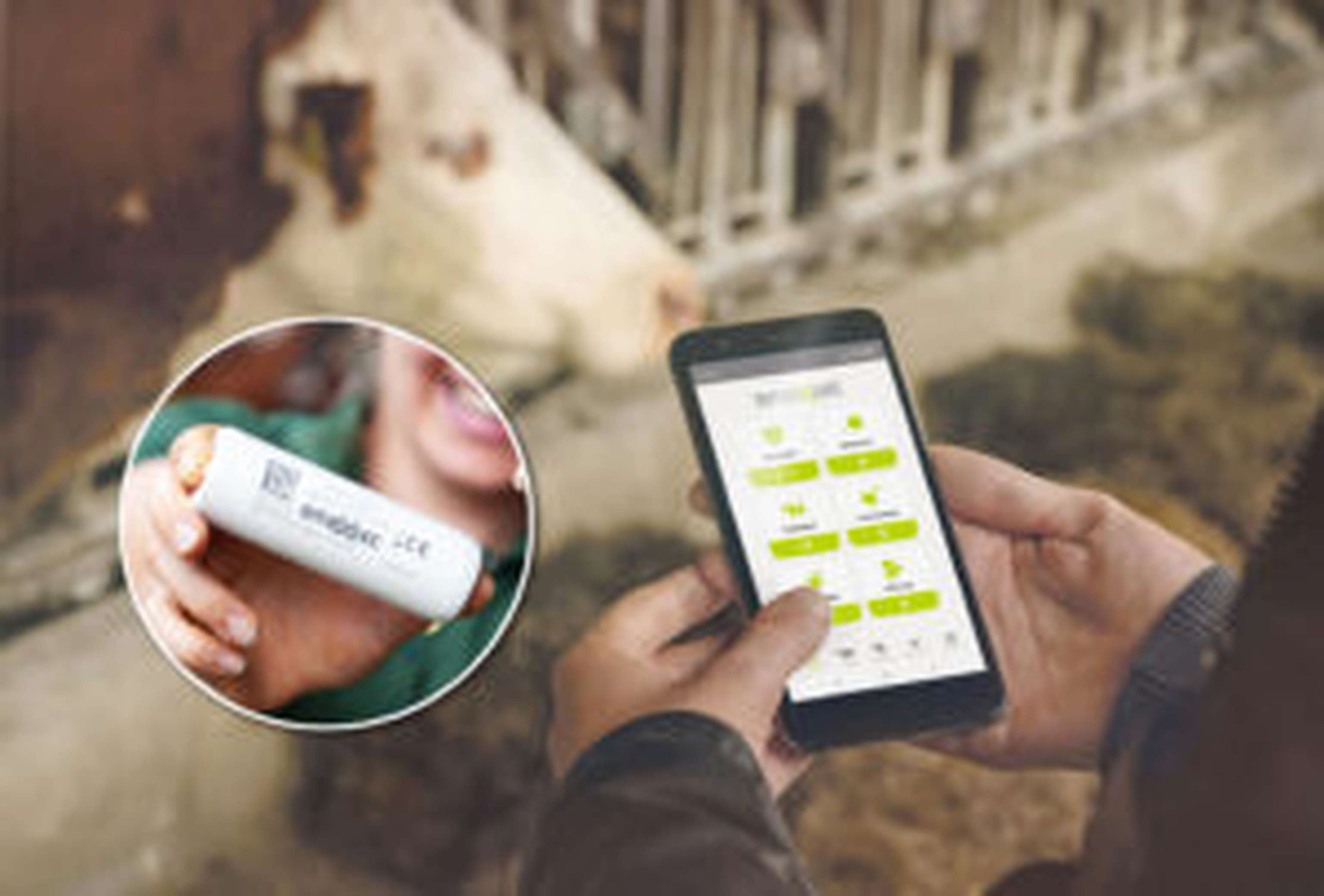 Kontrolle der vom Bolus-Sensor (kleines Bild) erfassten Daten per Smartphone mit der smaXtec-App