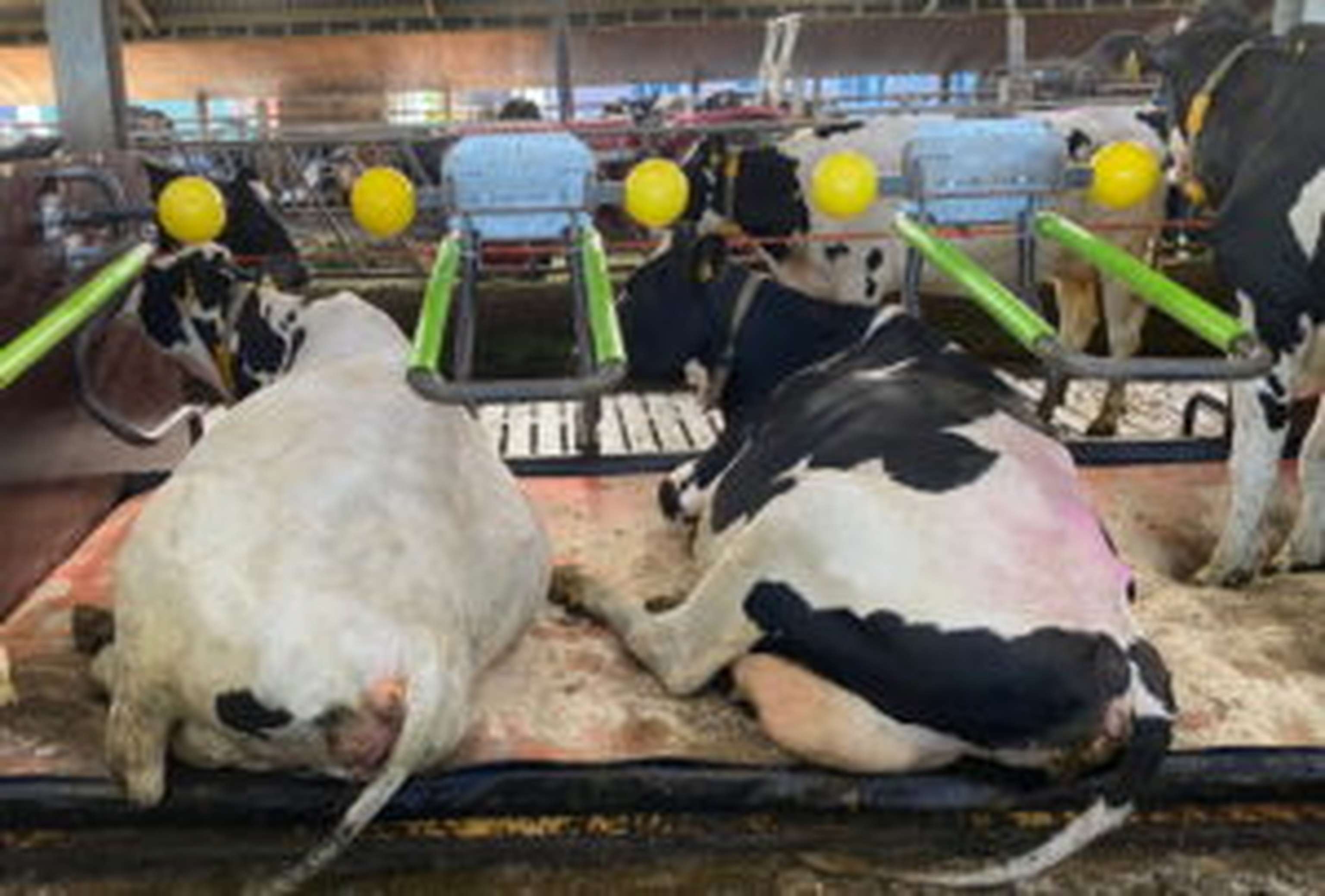 „The Dreamstall“ von CowhouseInternational