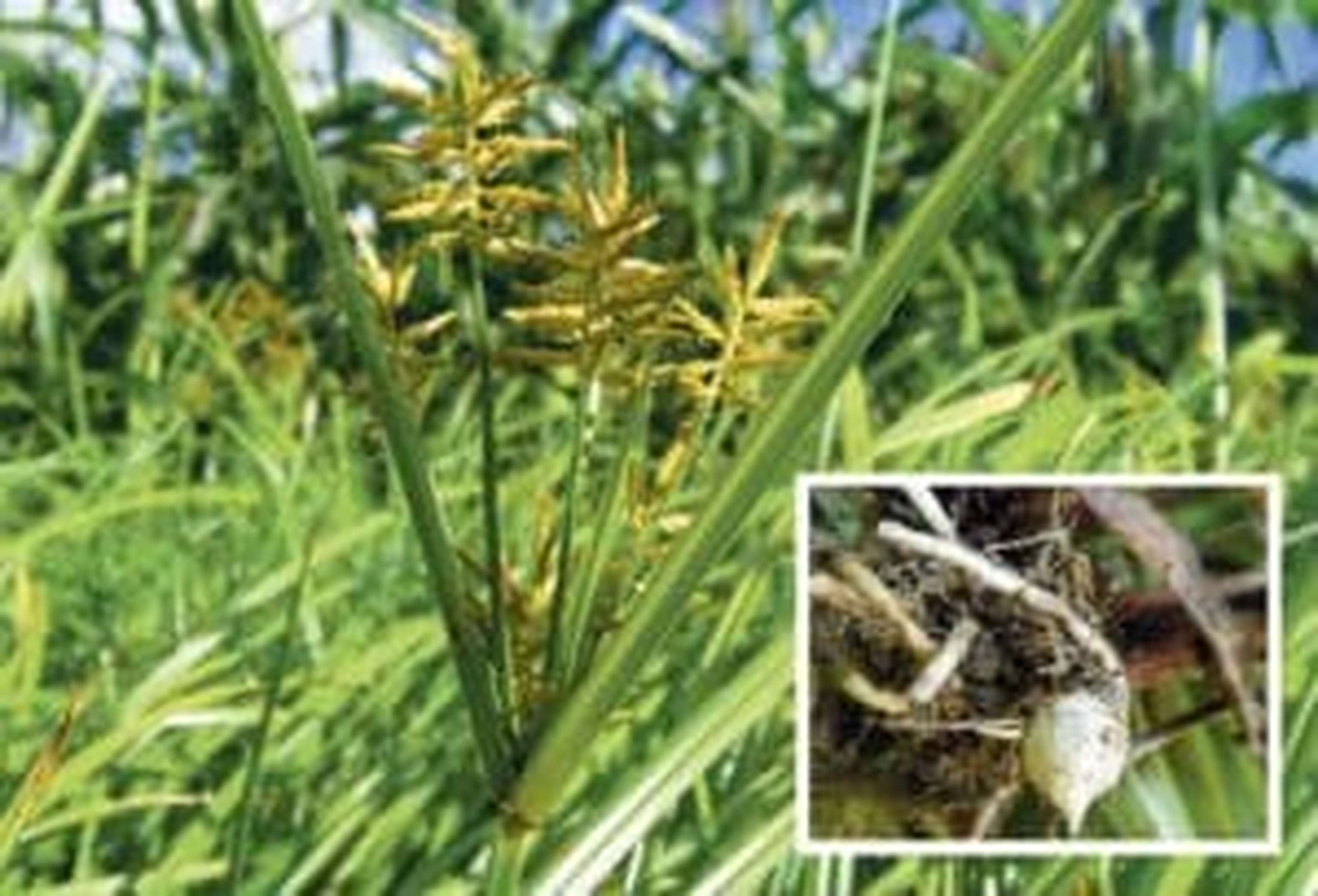 Das Erdmandelgras vermehrt sich mittels Rhizomknöllchen.