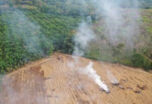 Ob Soja auf vor 2021 gerodeten Regenwaldflächen oder hierzulande wächst, macht aus Sicht der geplanten EUDR keinen Unterschied.