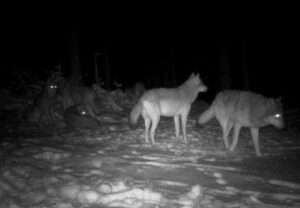 Nächtlicher Schnappschuss: Ein Wolfsrudel wird von einer Wildkamera erfasst. Eine zusätzliche Maßnahme zur Überwachung der Raubtiere.