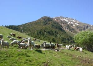 Für die Schafbauern war es ein Almsommer mit großen Sorgen.