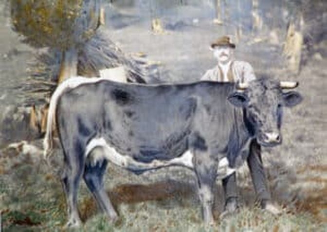 Diese Lithographie aus dem Jahr 1913 zeigt Franz Gänsluckner „Obergans“ aus Fügenberg mit seiner Moar-Siegerkuh namens Hugo. Den Männernamen erhielt sie aufgrund ihrer außergewöhnlichen Kampfstärke. Die Anfertigung des Bildes soll angeblich den Wert einer Kuh verschlungen haben.