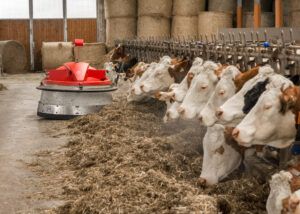 Der Rückgang bei Rindvieh betrug rund 25.600 Tiere oder 1,4 Prozent.