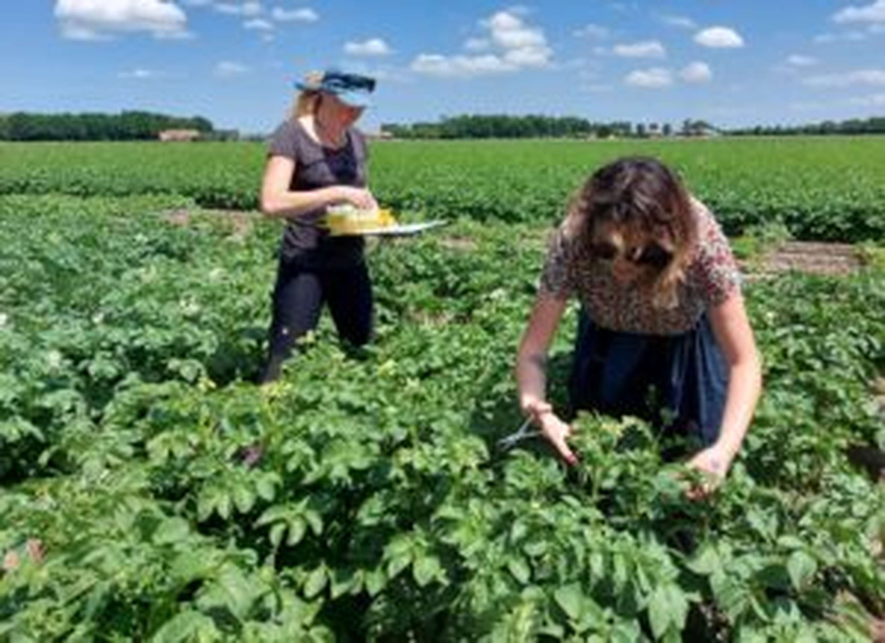 50 gängige europäische Sorten wurden in besonders ertragsrelevanten Wachstumsstadien beprobt.