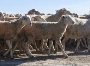 Unbewollter Kopf und Bauch sowie ein insgesamt lockerer Wollstapel. Die mittelschwere, asaisonale Rasa Aragonesa ist an die Bedingungen im Norden Spaniens angepasst.