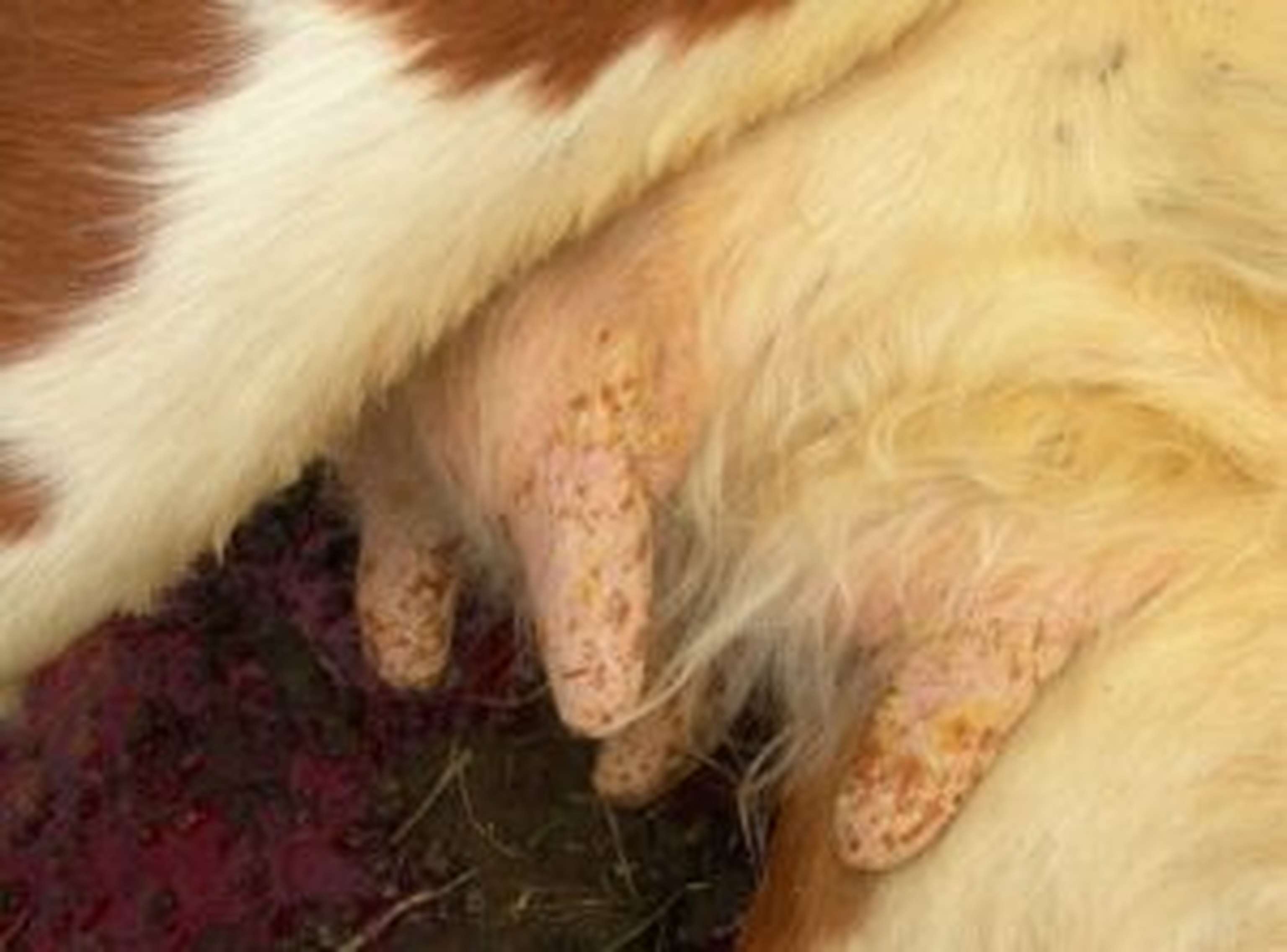 Auch das Euter samt Zitzen kann von Hautveränderungen übersät sein.