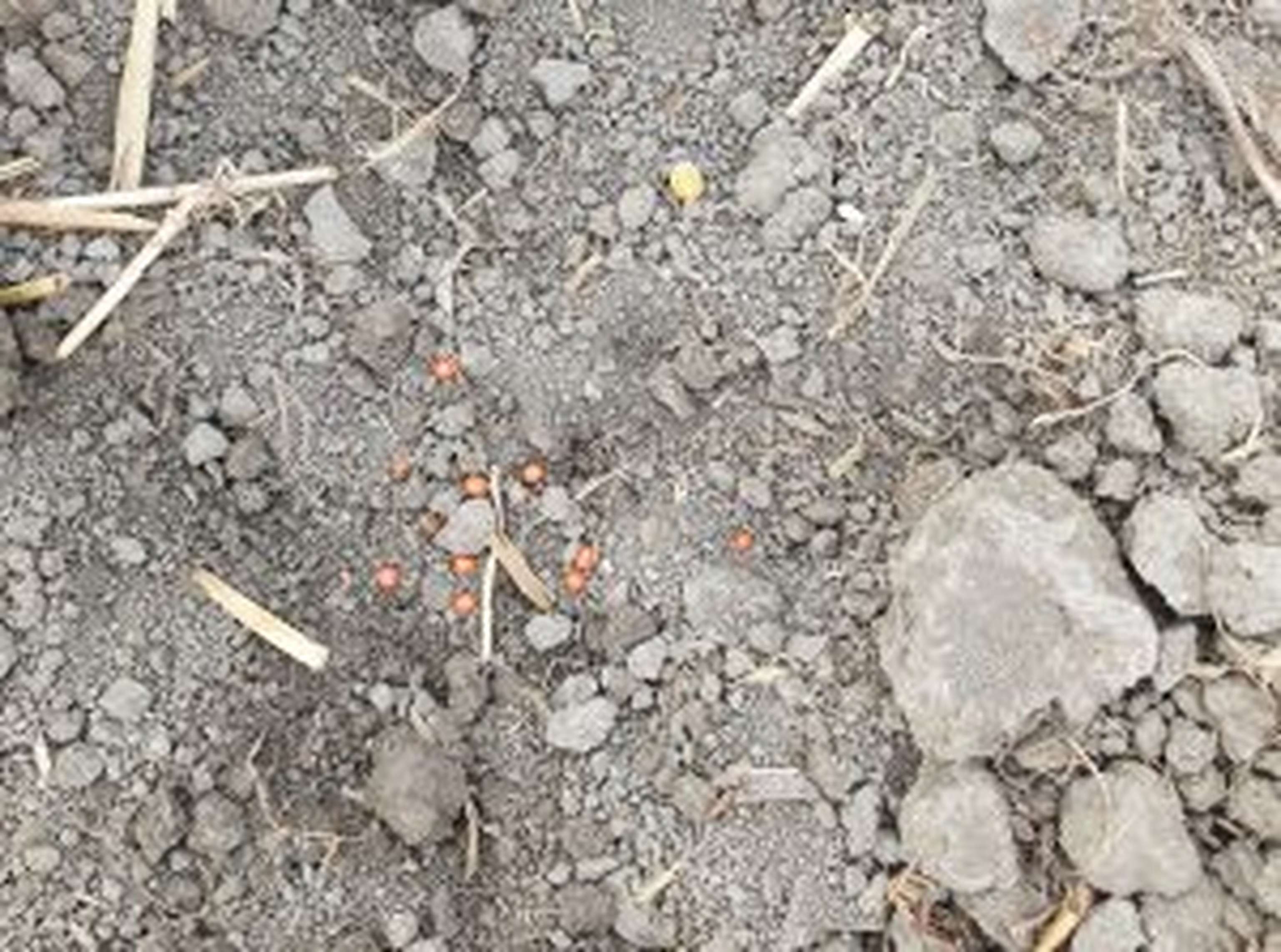 Pudama: Dünger wird neben dem Saatkorn abgelegt.