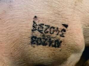 Alle Schweine am Betrieb sind gekennzeichnet.