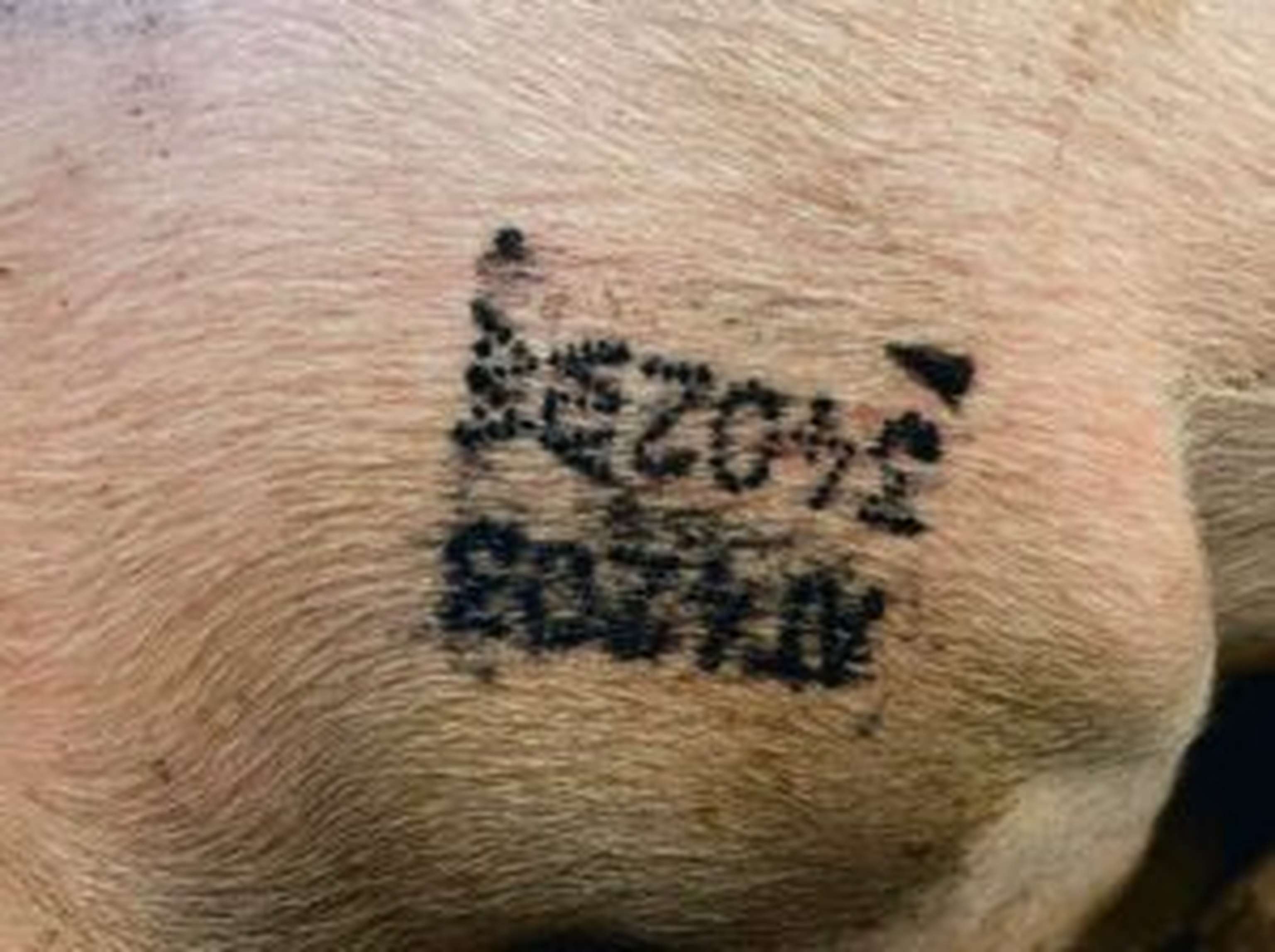 Alle Schweine am Betrieb sind gekennzeichnet.