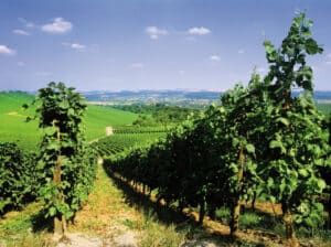 Allgegenwärtig im Elsass: Weinhänge