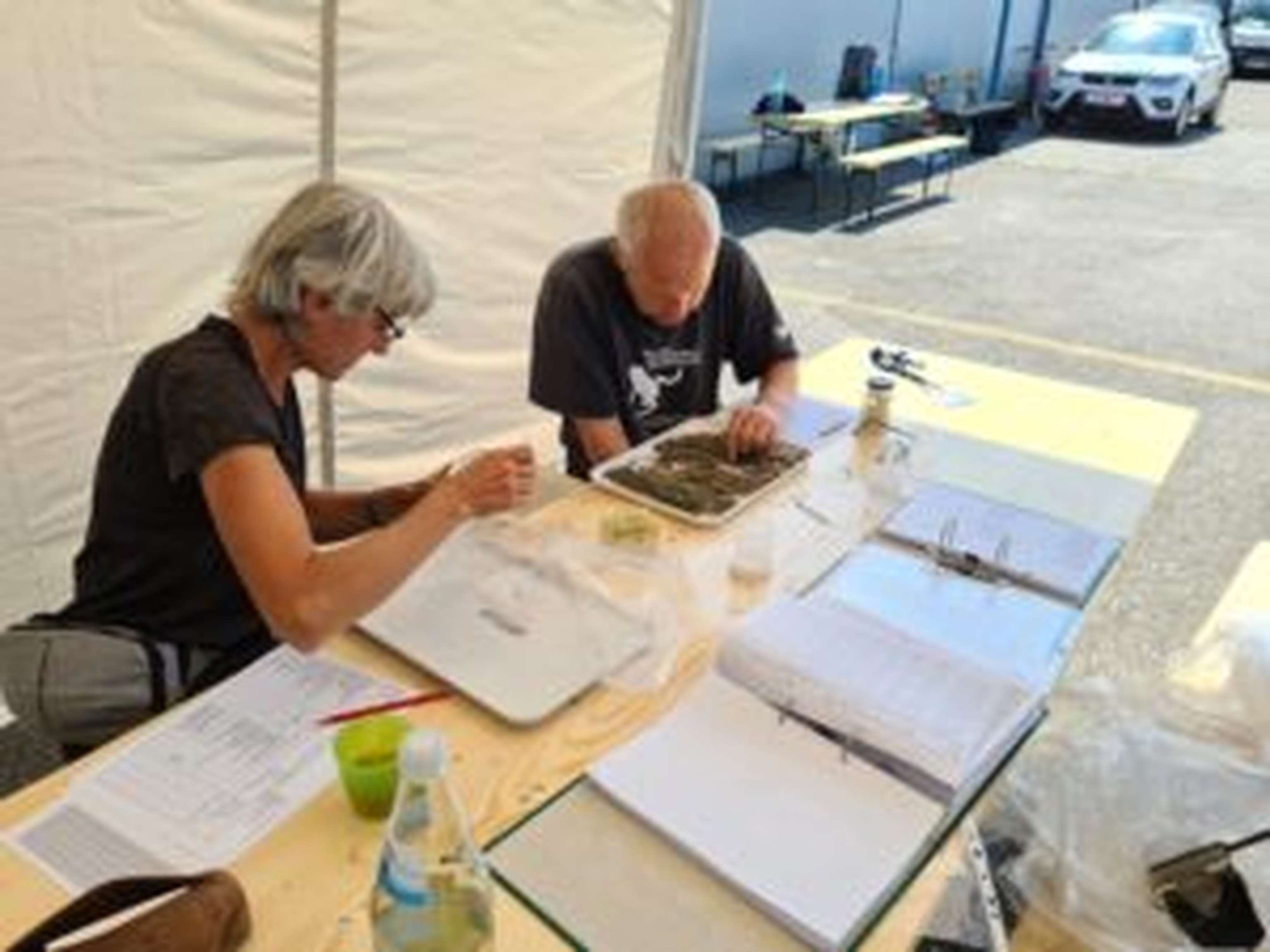 Projektmitarbeiter zählten die eingesammelten Proben aus. Hier im Bild suchen Maria Schwarz-Waubke und Martin Schwarz nach lebenden und nicht mehr lebendigen Insekten.