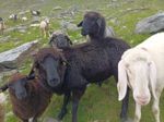 Die Klingler-Schafe genießen die Sommerzeit auf der Alm.