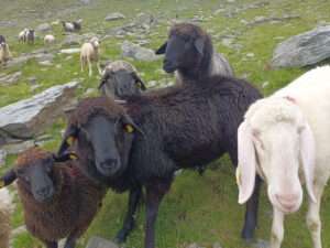 Die Klingler-Schafe genießen die Sommerzeit auf der Alm.
