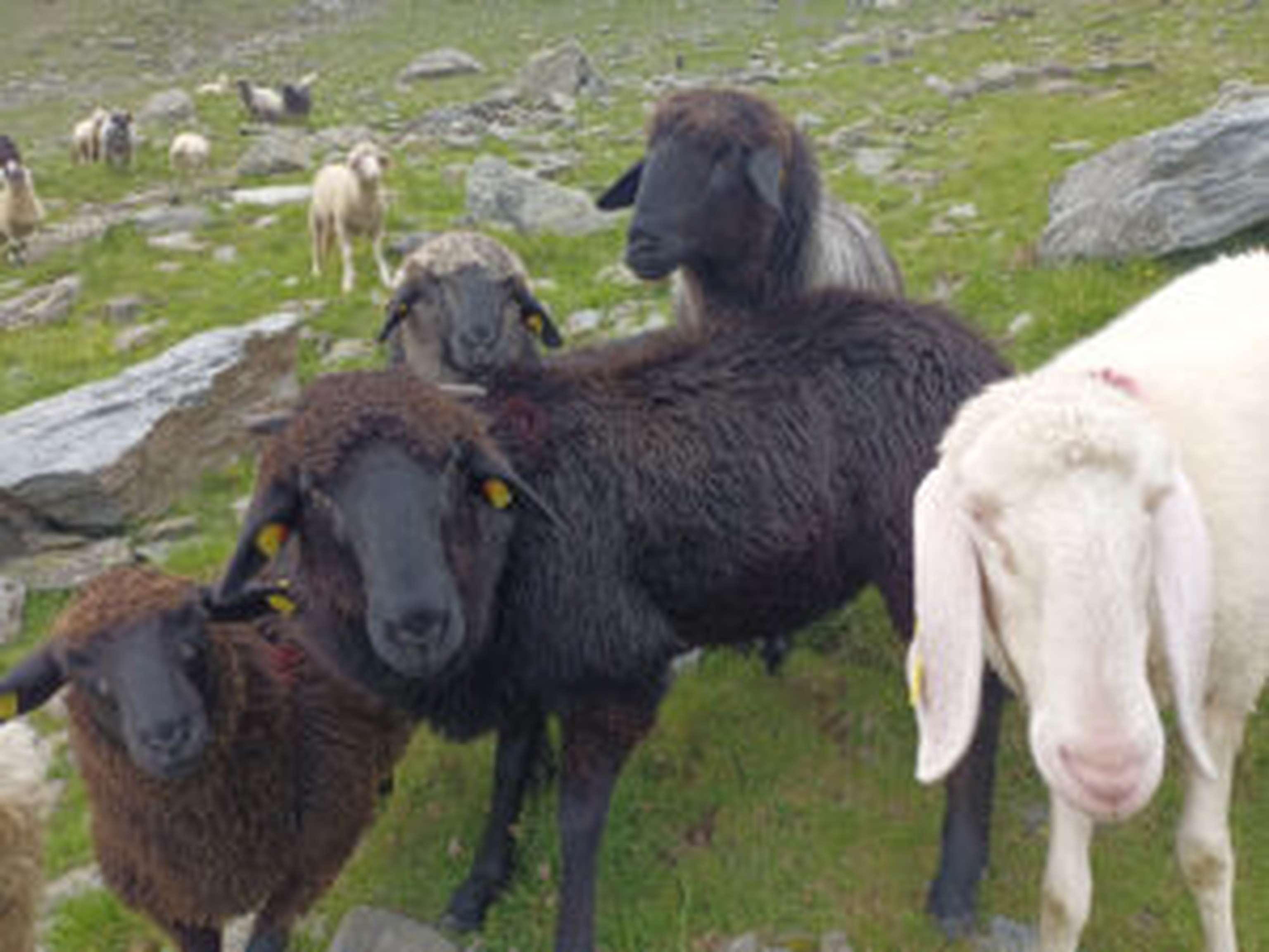 Die Klingler-Schafe genießen die Sommerzeit auf der Alm.