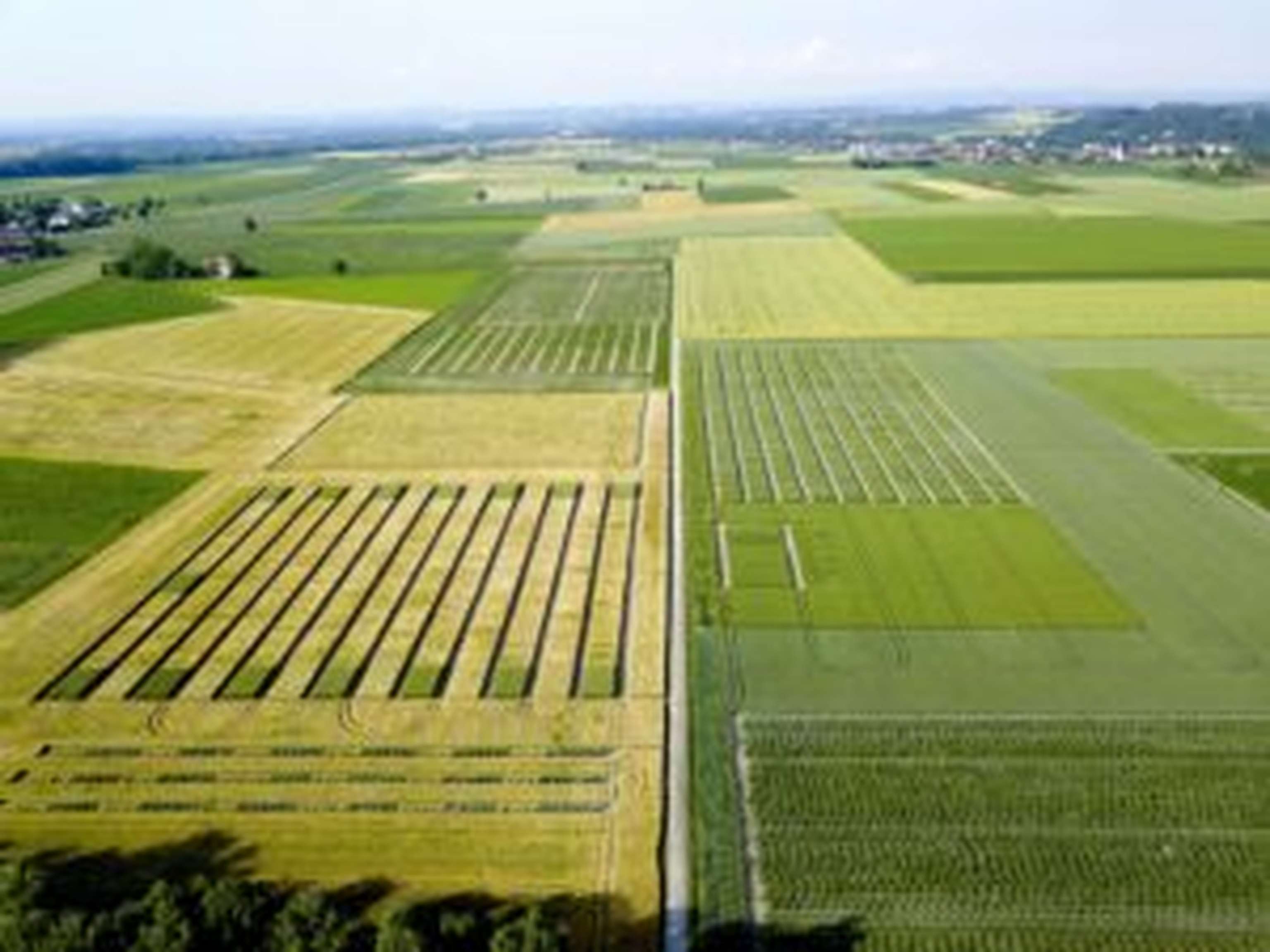 Versuchsparzellen am Standort Reichersberg
