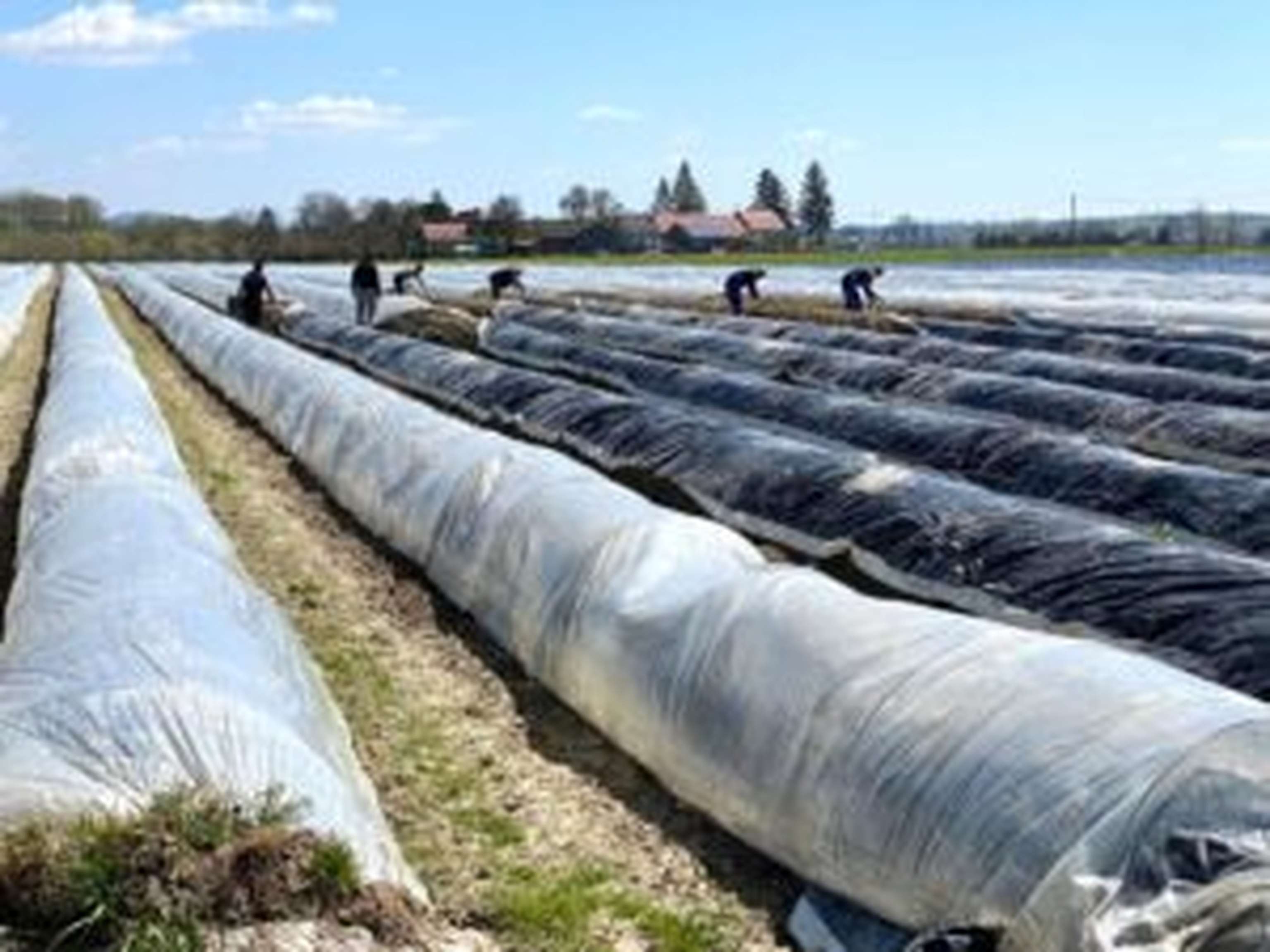 Schwarz-weiße Ver-frühungsfolien (Weißspargel) und Minitunnel (Grünspargel) ermöglichen durch die Wärme eine frühere Ernte. Diese sind jedoch kosten- und arbeitsintensiv.