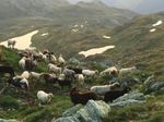 Schön war das Almleben für die Schafe, bevor der Wolf kam.