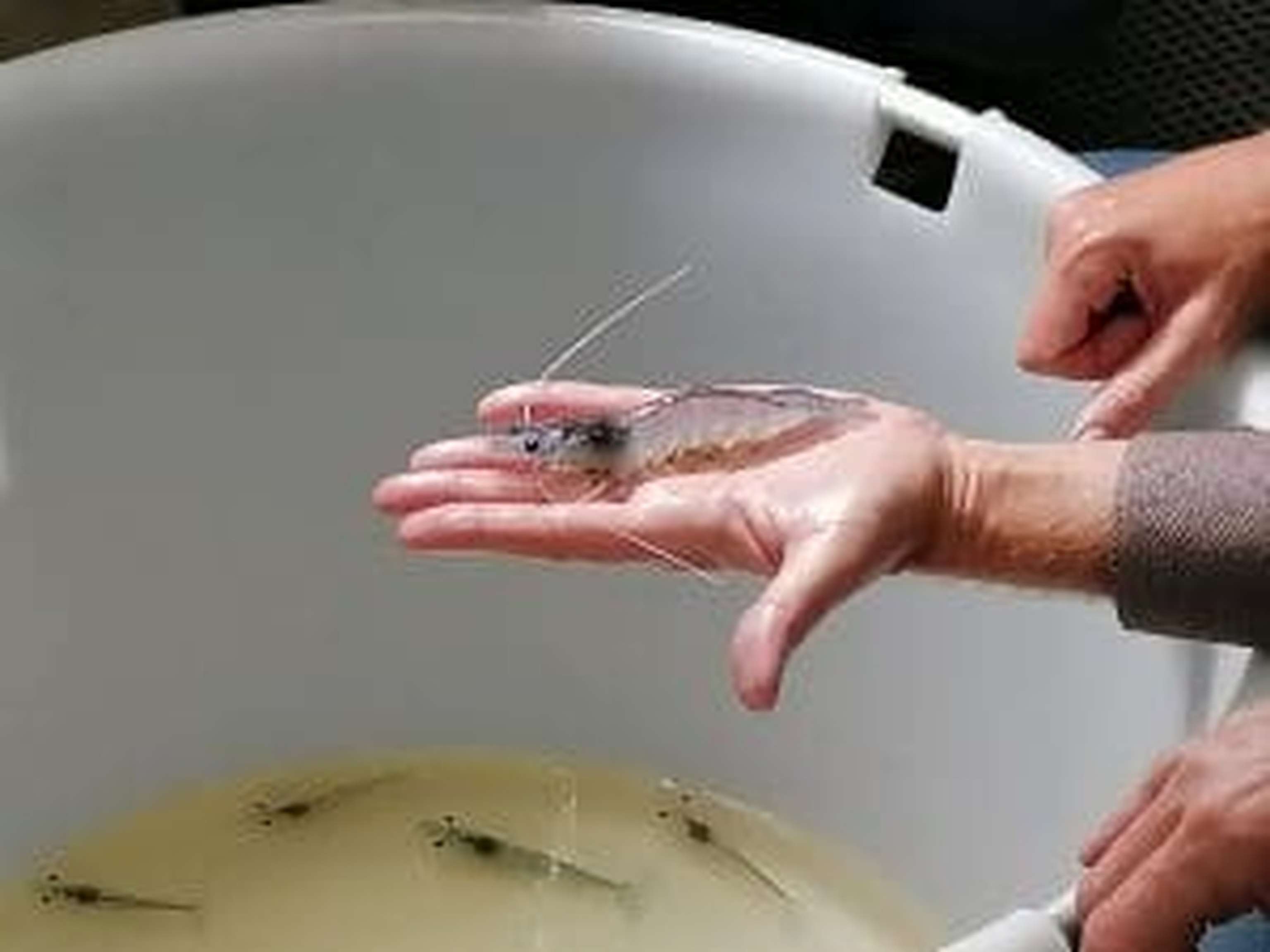 Abfischen nach Auftrag: erst nach eingegangener Bestellung werden bei Kremstal Garnelen die Tiere abgefischt.