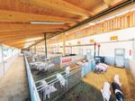 Nachweislich weniger Emissionen im Tierwohl-Schweinestall