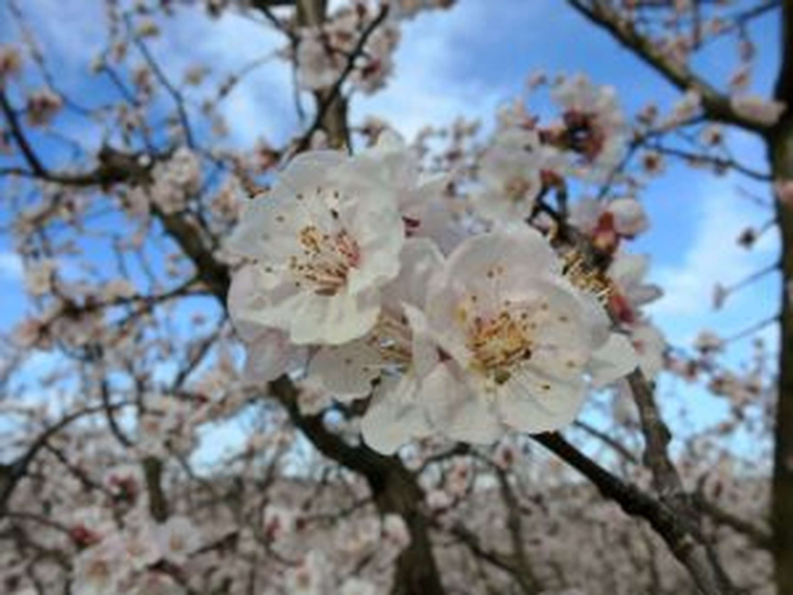 Die Marillenblüte hat heuer ungewöhnlich früh begonnen.
