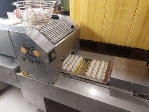 Über 7.000 Eier werden täglich gelegt.