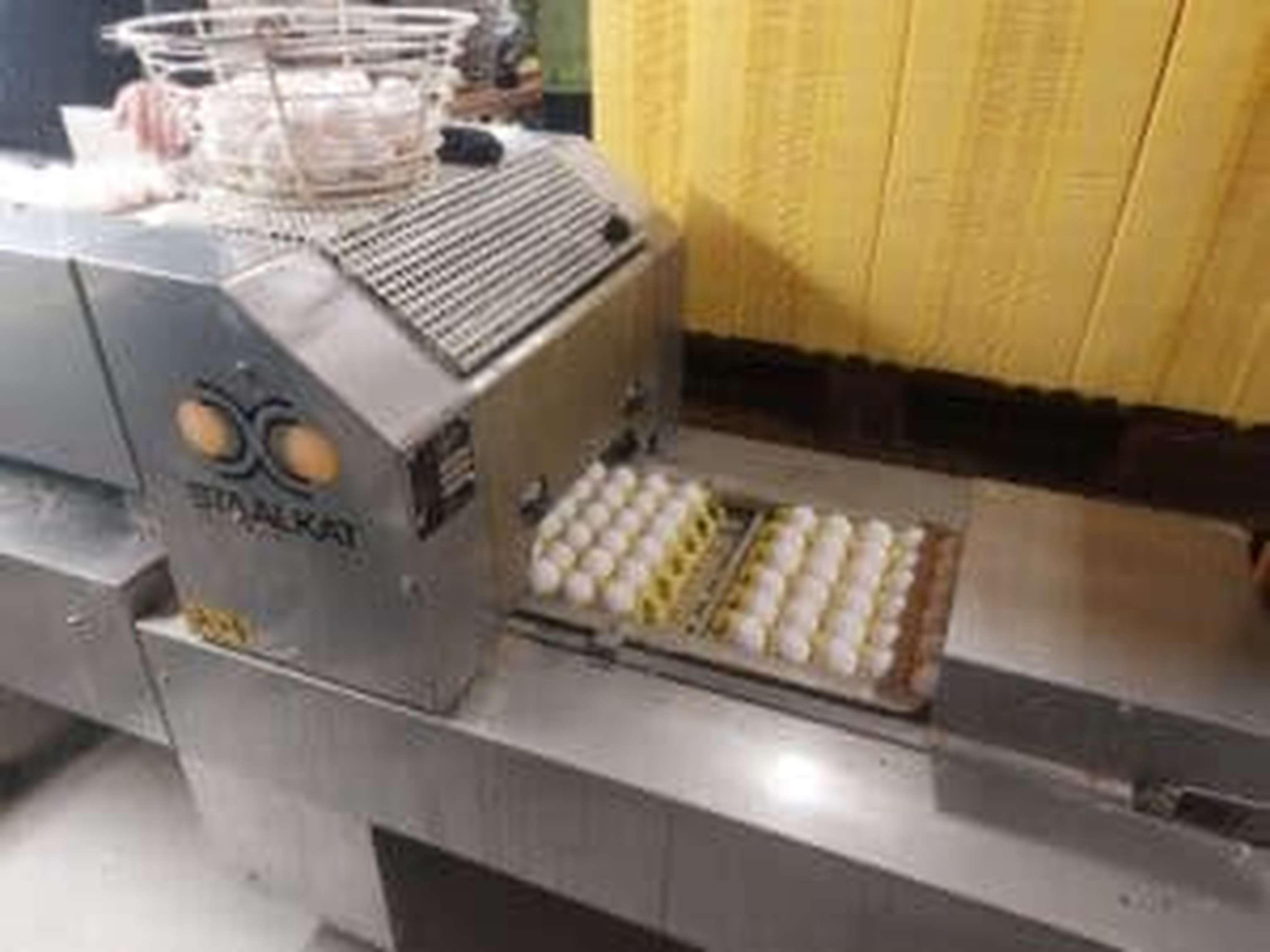 Über 7.000 Eier werden täglich gelegt.