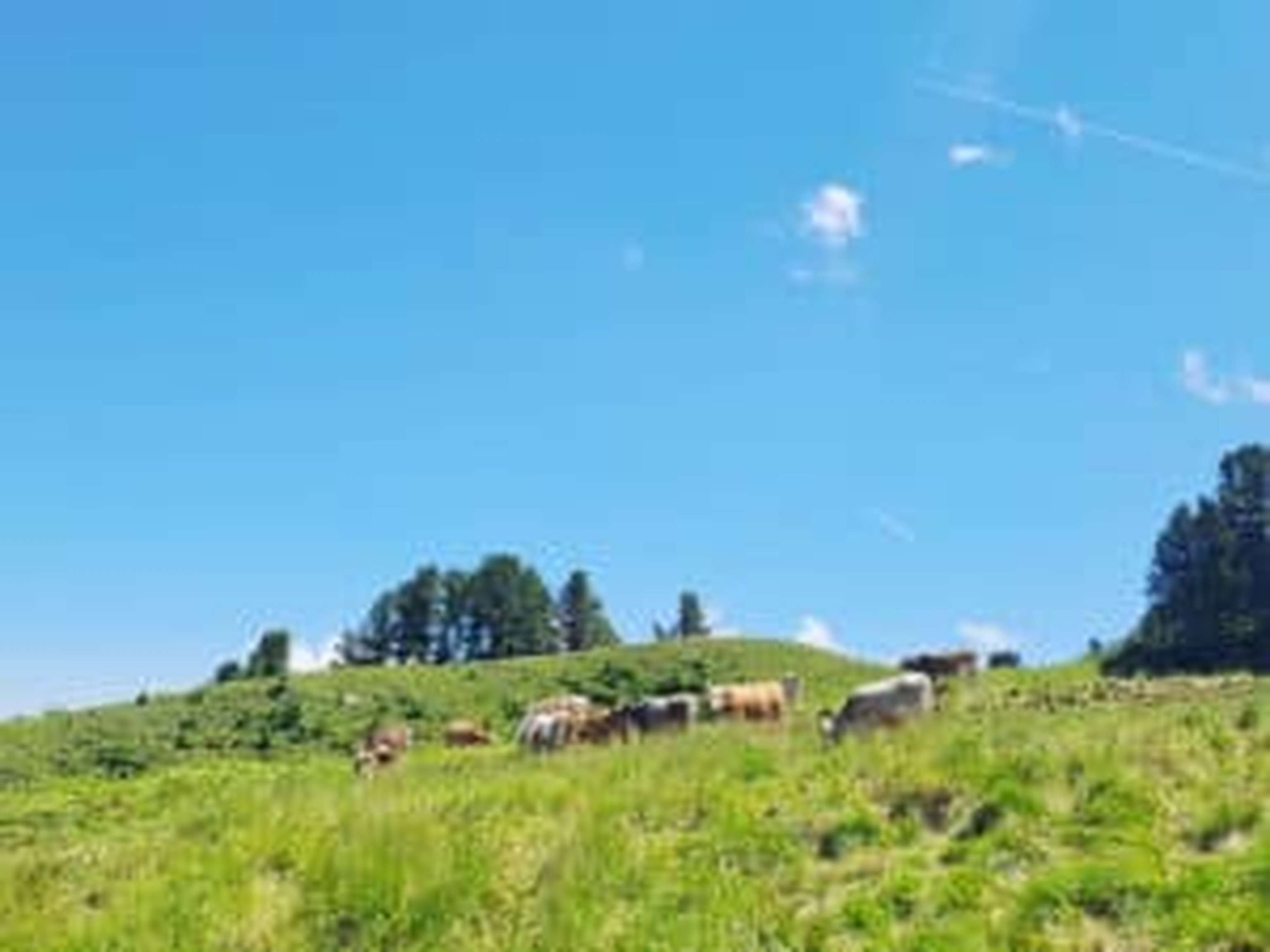 Das Vieh findet hier beste Futtergräser.