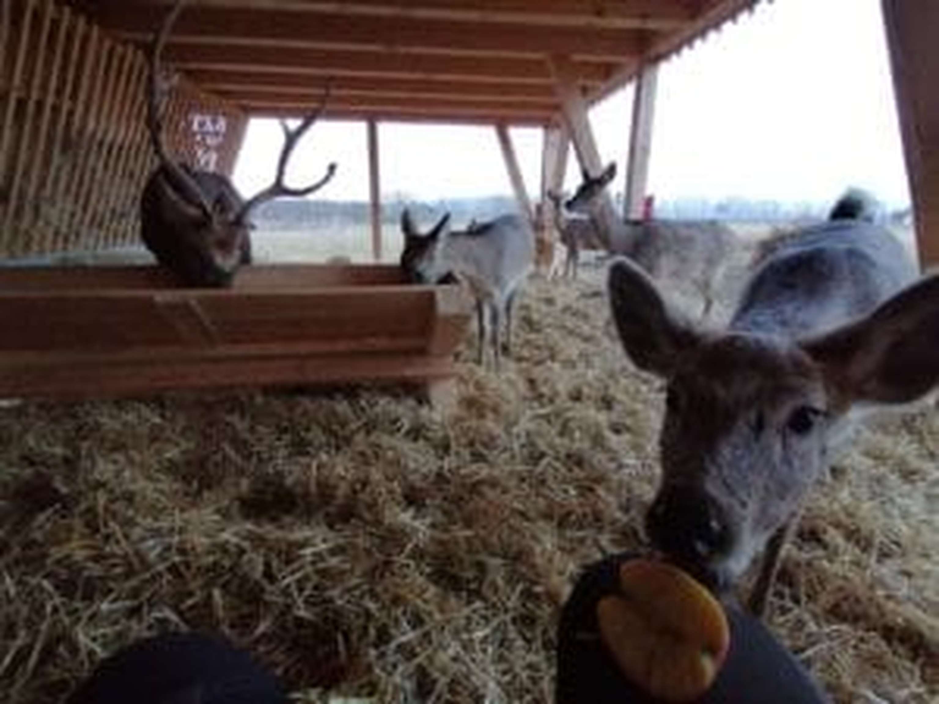Früher waren die Hirsche beinahe handzahm, nun sind sie scheu und merklich verängstigt.
