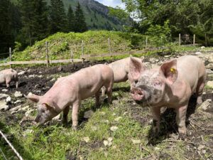 Acht Almschweine werden zur Verwertung der Molke gehalten.