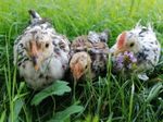 Bayerische Landzwerge: Hierbei handelt es sich um eine stark bedrohte Urzwerg-Rasse, die, wie der Name schon sagt, aus dem Freistaat stammt. Die sehr brutfreudigen und zugleich gut legenden Zwerghühner erreichen ein Gewicht von 0,7 bis 1,1 Kilogramm.