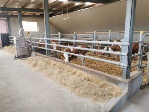 Den Kälberstall nutzt man in Möderndorf abwechselnd für Fresser und Rosé-Kälber.