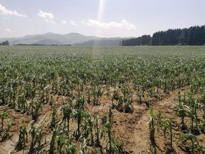 Mais, Weisskirchen in der Steiermark
