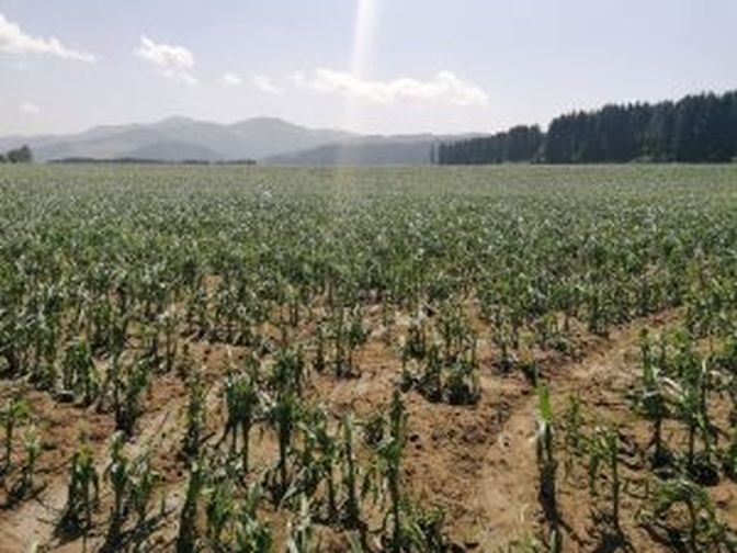 Mais, Weisskirchen in der Steiermark