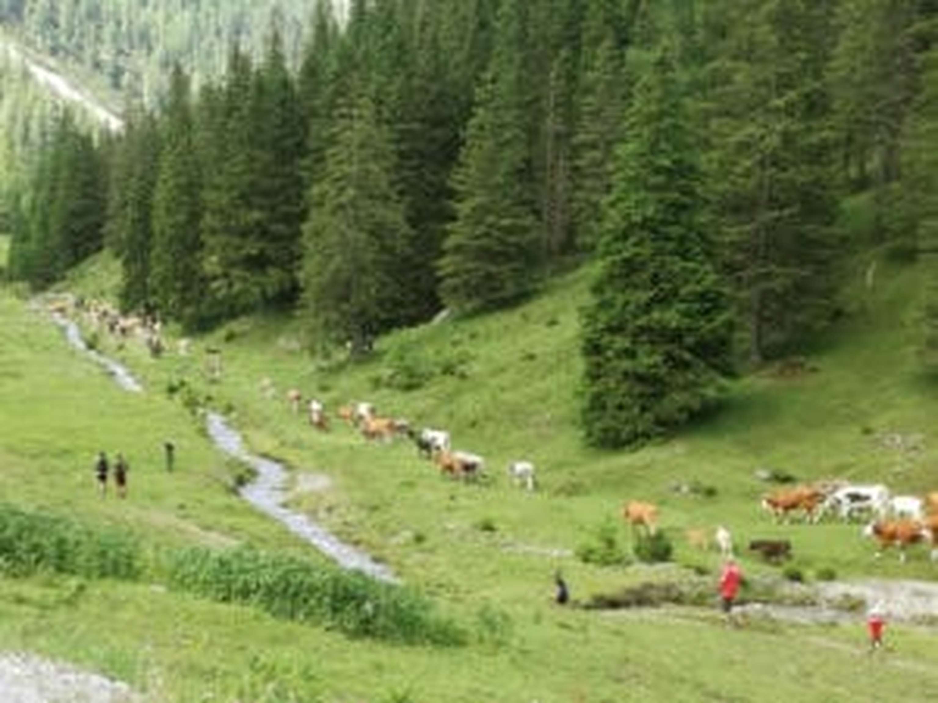 Die Almsaison beginnt mit dem „Lechtreiben“.