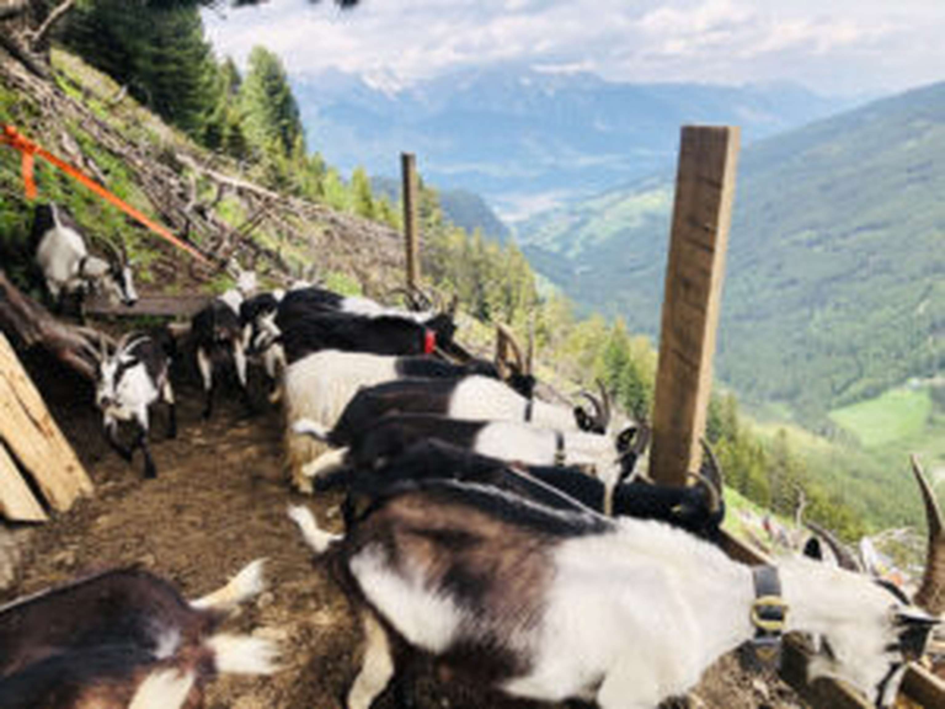 Die Ziegen werden jeden Tag auf dem „Schleckstand“ von David mit Brot und Kraftfutter verwöhnt.