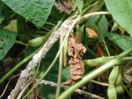 Sclerotinia wird am besten durch die Fruchtfolge verhindert.