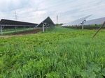 Nachgeführte PV Anlage in Bruck/Leitha mit Ackerbau zwischen den Modulen.