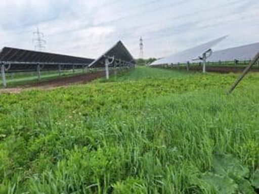 Nachgeführte PV Anlage in Bruck/Leitha mit Ackerbau zwischen den Modulen.