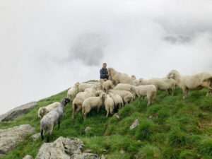 Der Schafhirte Simon mit seinen Schützlingen.